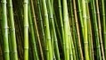 Bamboo vinegar demonstrated effects comparable to lauric and azelaic acid in inhibiting P. acnes. [Getty Images/FangXiaNuo]